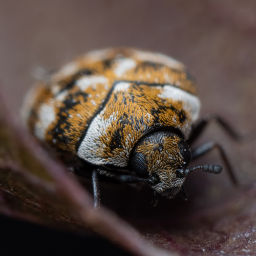 Varied Carpet Beetle