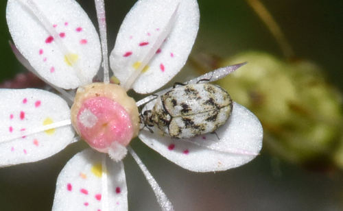 Varied Carpet Beetle