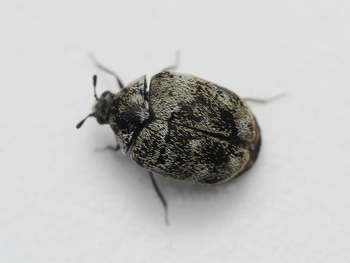 Varied Carpet Beetle