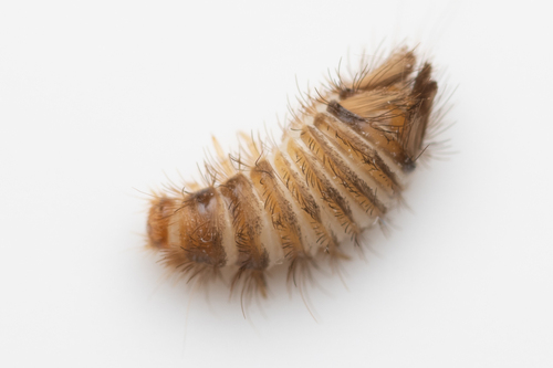 Varied Carpet Beetle
