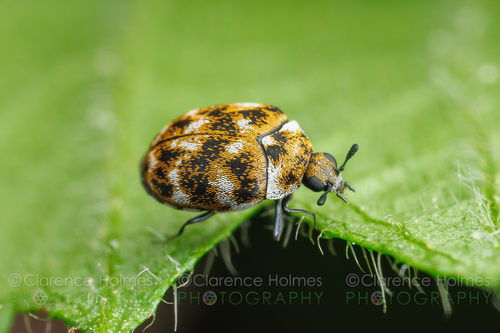 Varied Carpet Beetle