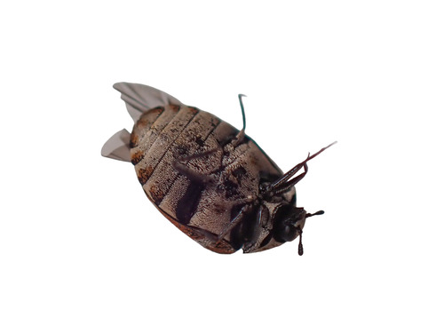 Varied Carpet Beetle