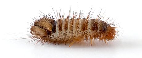 Varied Carpet Beetle