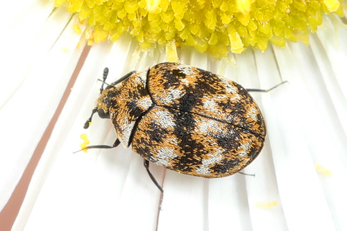 Varied Carpet Beetle