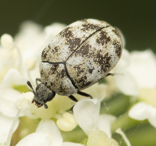 Varied Carpet Beetle