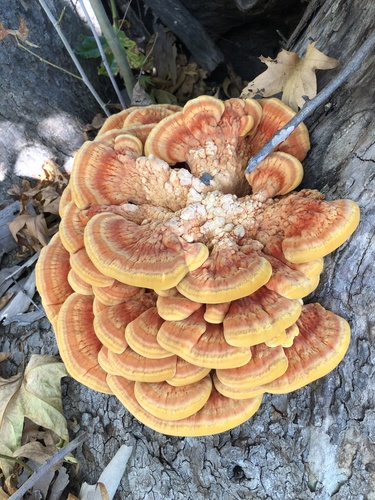 Western Hardwood Sulphur Shelf