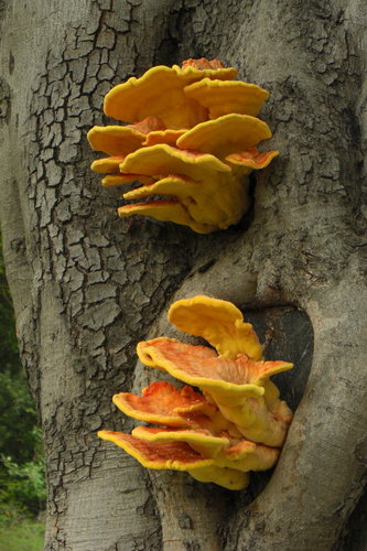 Western Hardwood Sulphur Shelf