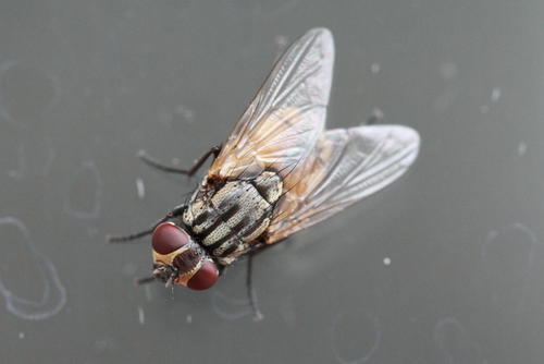 Common House Fly