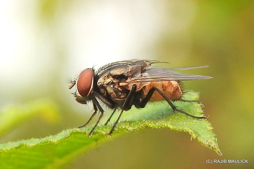 Common House Fly