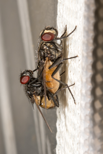 Common House Fly