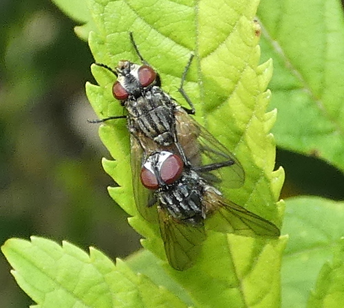 Common House Fly