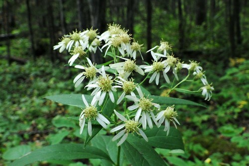 flat-top white aster