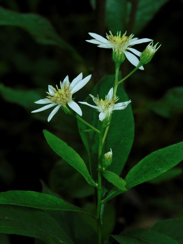 flat-top white aster