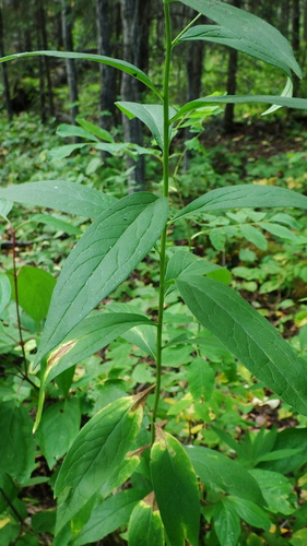 flat-top white aster