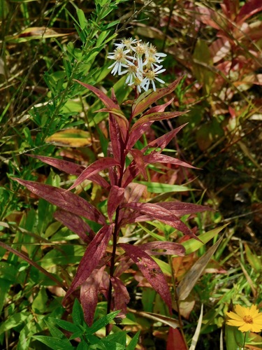 flat-top white aster