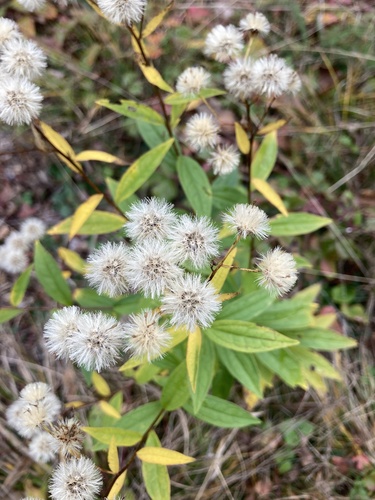 flat-top white aster
