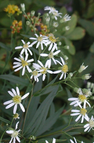 flat-top white aster