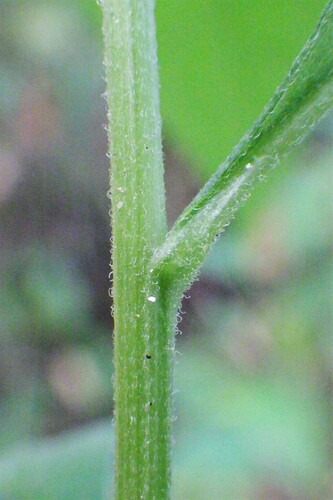 flat-top white aster