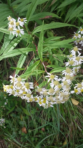 flat-top white aster
