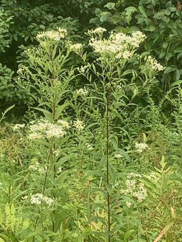 flat-top white aster