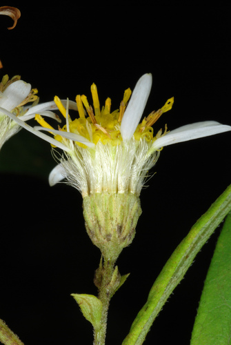flat-top white aster