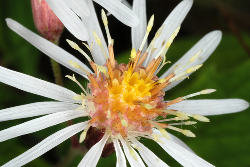 whorled wood aster