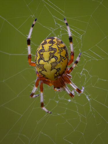 Marbled Orbweaver