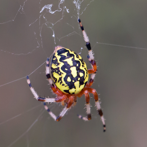 Marbled Orbweaver