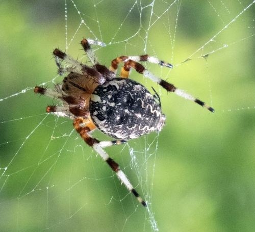 Marbled Orbweaver