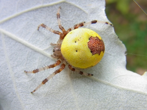Marbled Orbweaver
