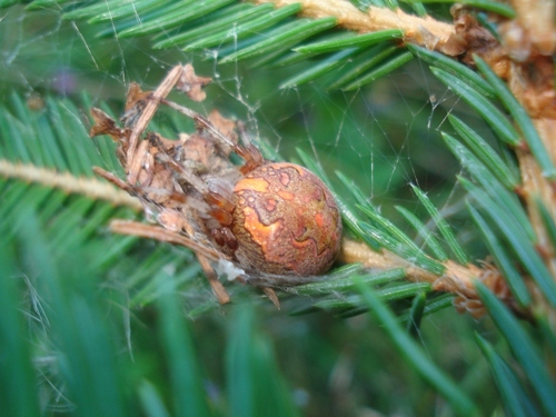 Marbled Orbweaver