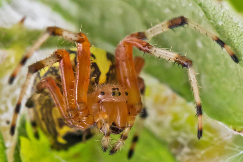 Marbled Orbweaver