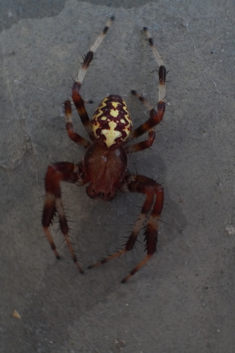 Marbled Orbweaver