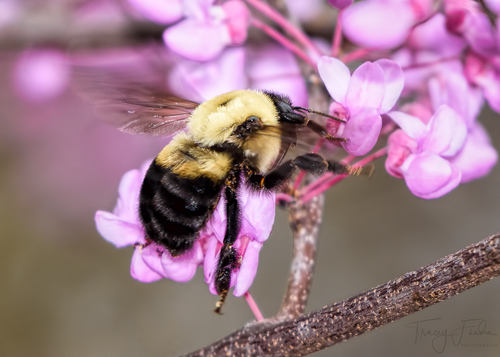 Brown-belted Bumble Bee