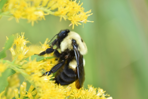 Brown-belted Bumble Bee
