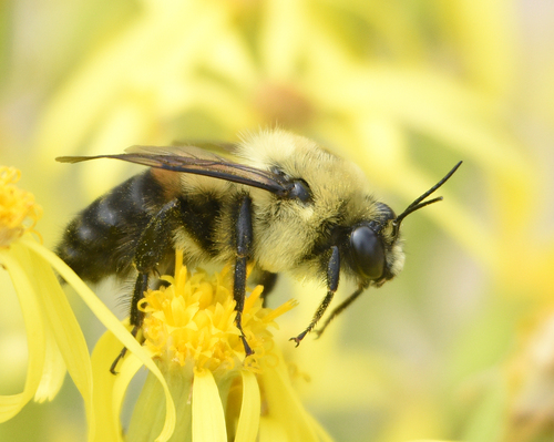Brown-belted Bumble Bee