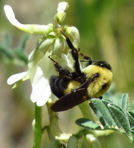 Brown-belted Bumble Bee