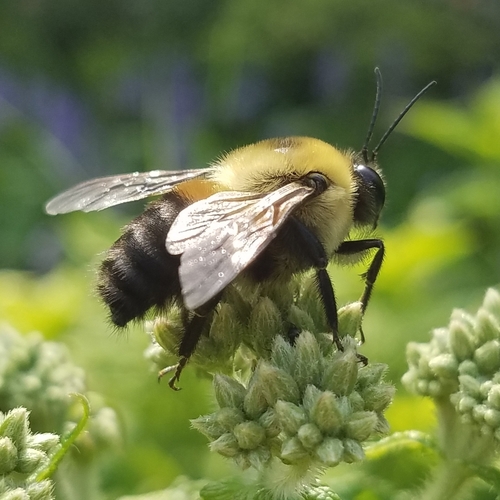 Brown-belted Bumble Bee