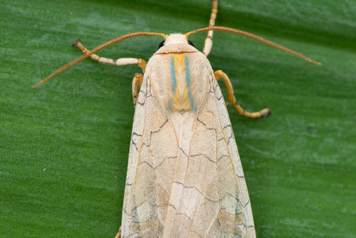 Banded Tussock Moth