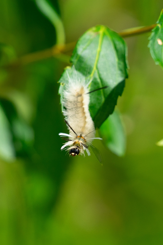 Banded Tussock Moth