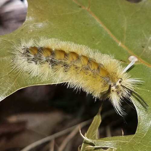 Banded Tussock Moth