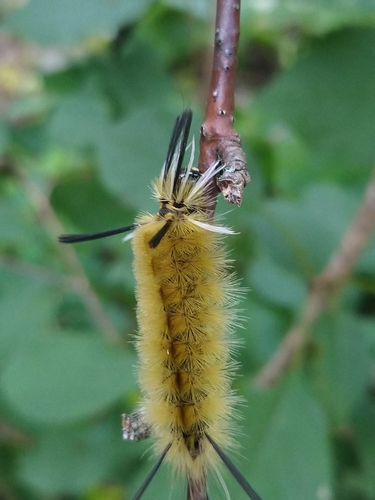 Banded Tussock Moth