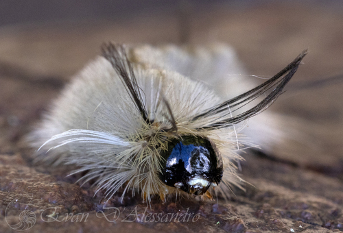 Banded Tussock Moth