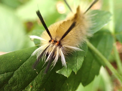 Banded Tussock Moth