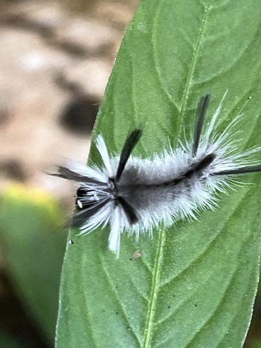 Banded Tussock Moth