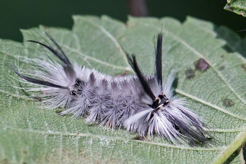 Banded Tussock Moth