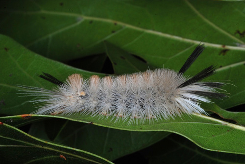 Banded Tussock Moth