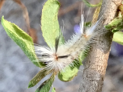 Banded Tussock Moth