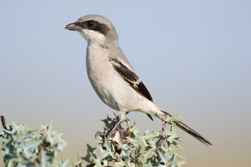 Loggerhead Shrike