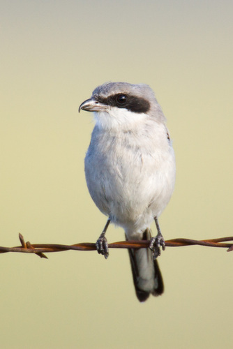 Loggerhead Shrike
